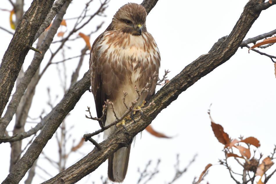 Natural Bird Wild Animals