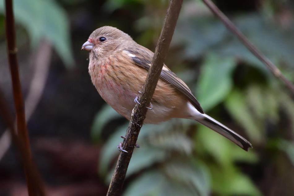 Wild Animals Bird Natural