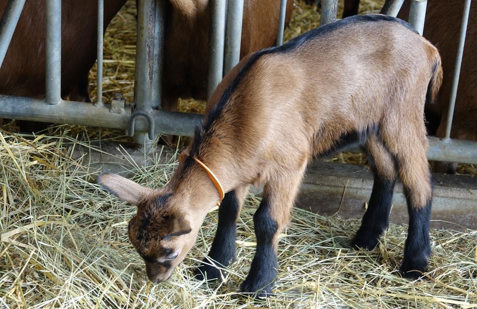 Mammal Kid Breeding