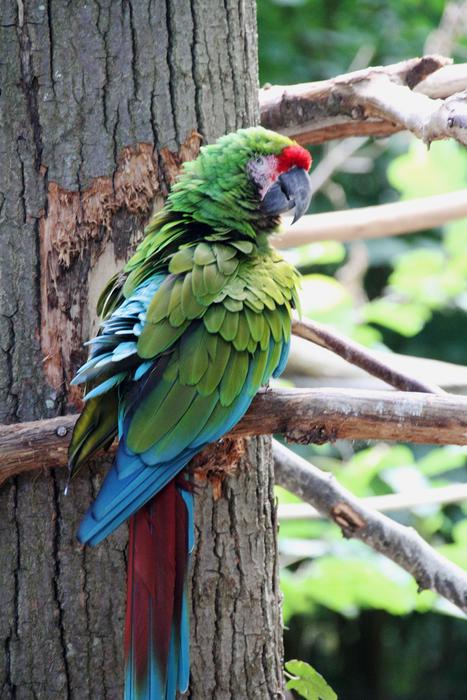 Bird Fauna Nature