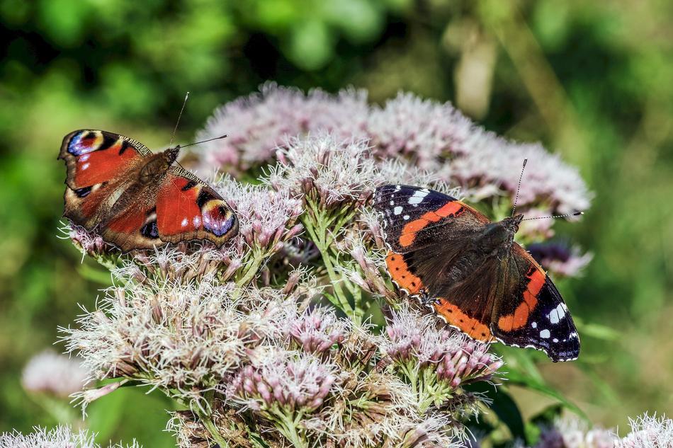 Butterflies Colorful Butterfly