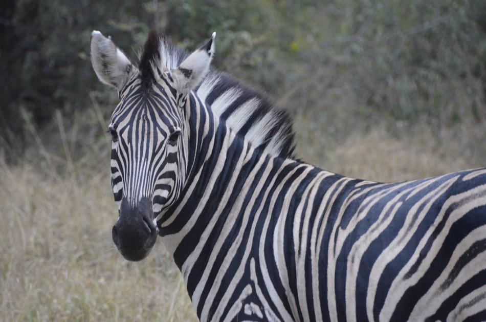 zebra walking in the field