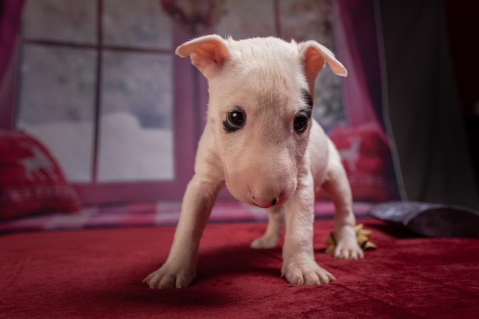 Puppy Dog Animal