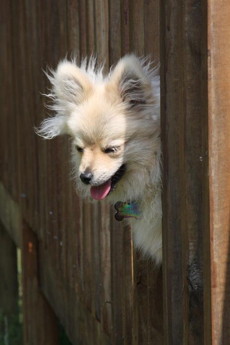 cute white dog in the fence