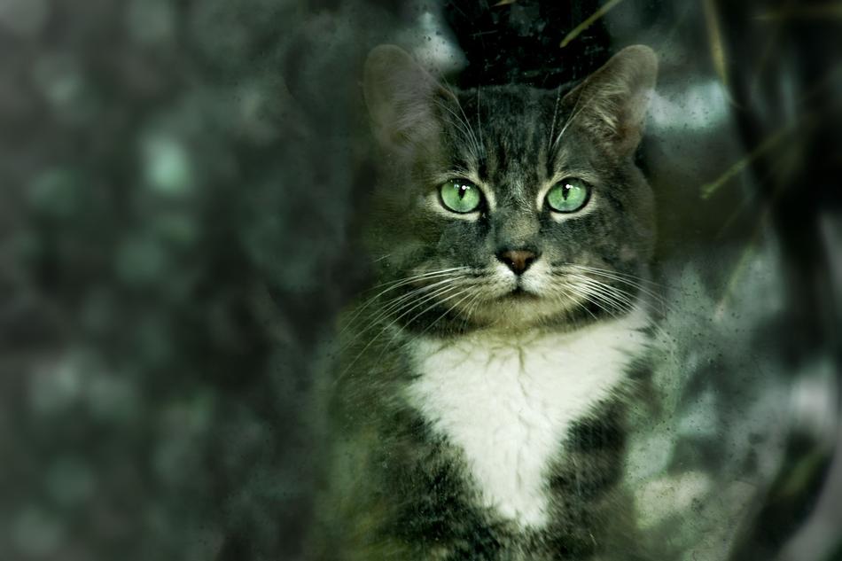 Animal Cat Nature