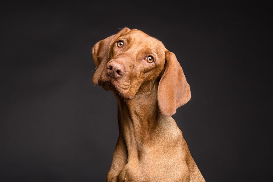 Dog Animal Portrait