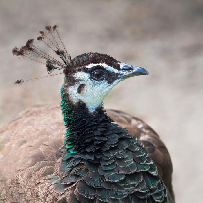 Indian Peafowl Peahen Peacock