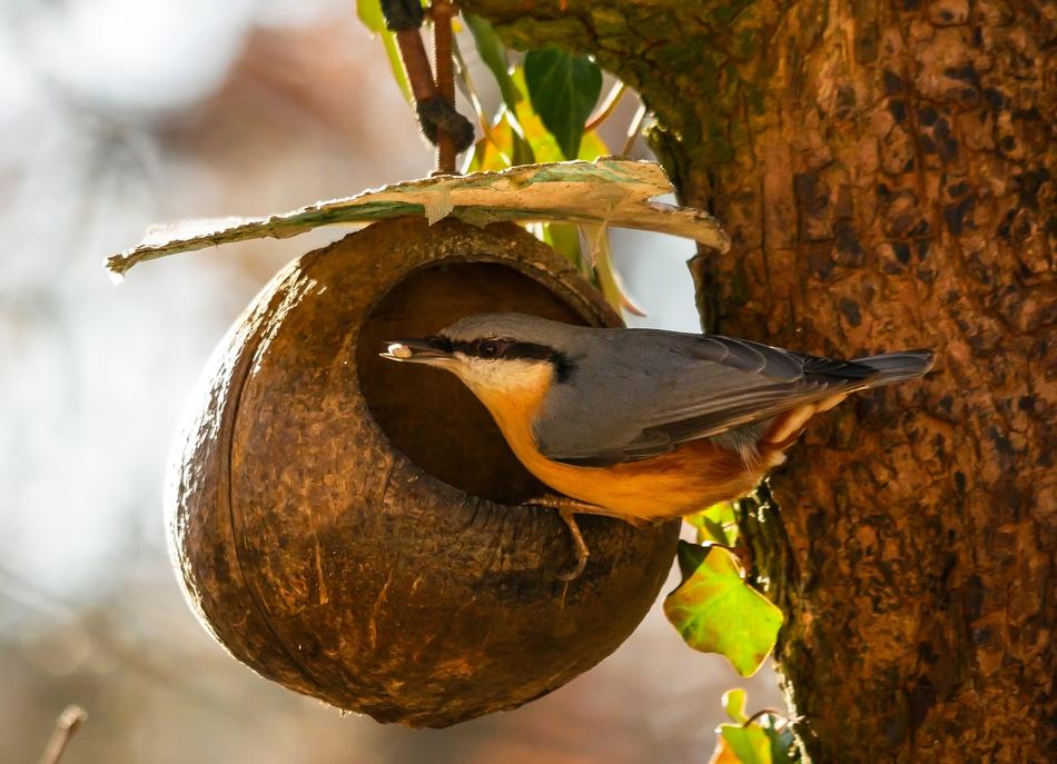 Animals Bird Kleiber Tree