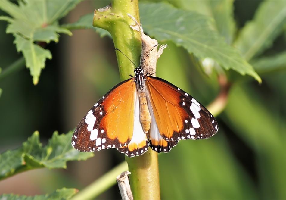 Butterfly Insect Nature