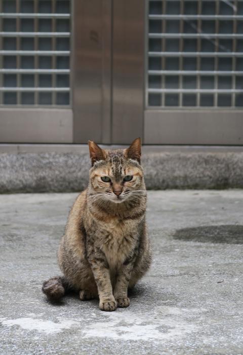 Cat Animal Cute