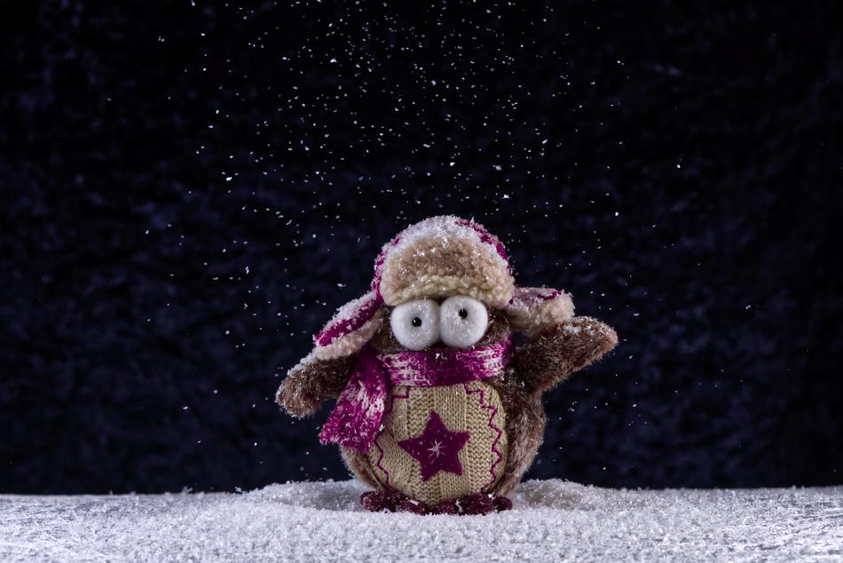 Owl Winter Snow