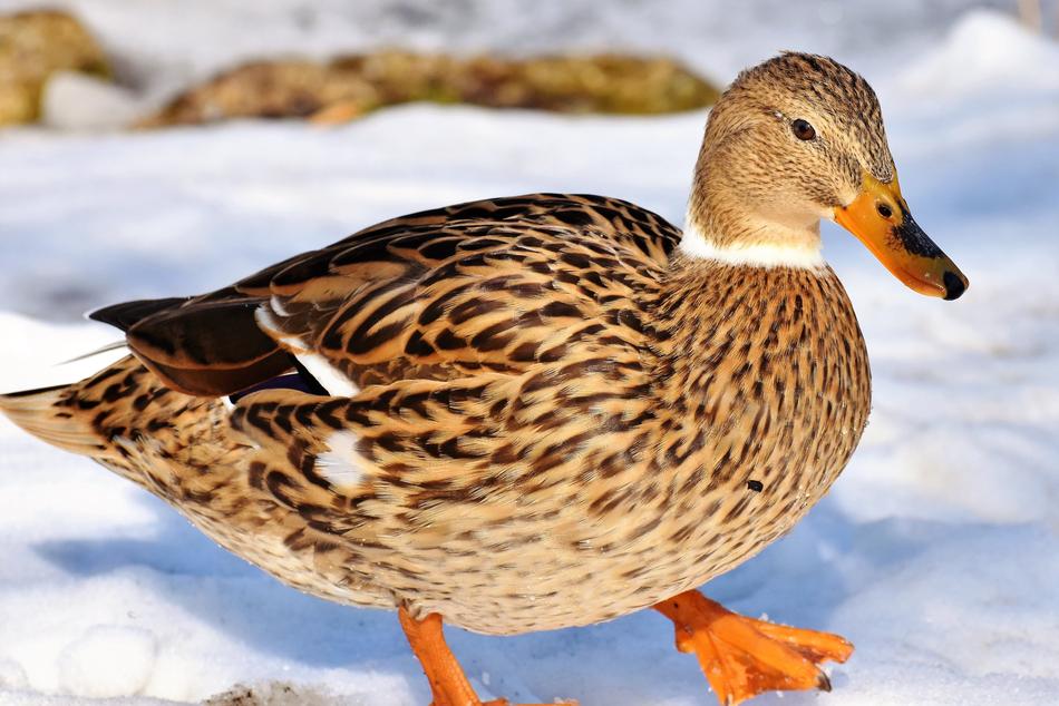 Duck Water Bird Mallard