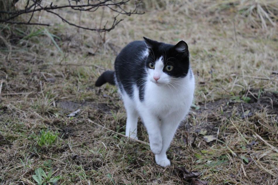 black and white cat walking on dry grass