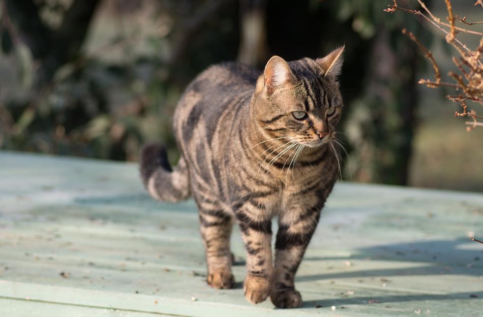 Cat Tabby Green