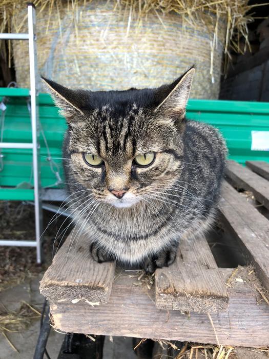 Animal Portrait Cat