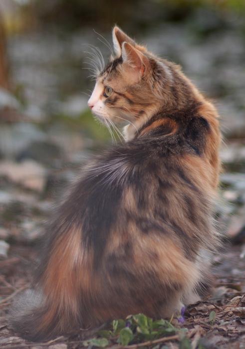 lonely sitting cat