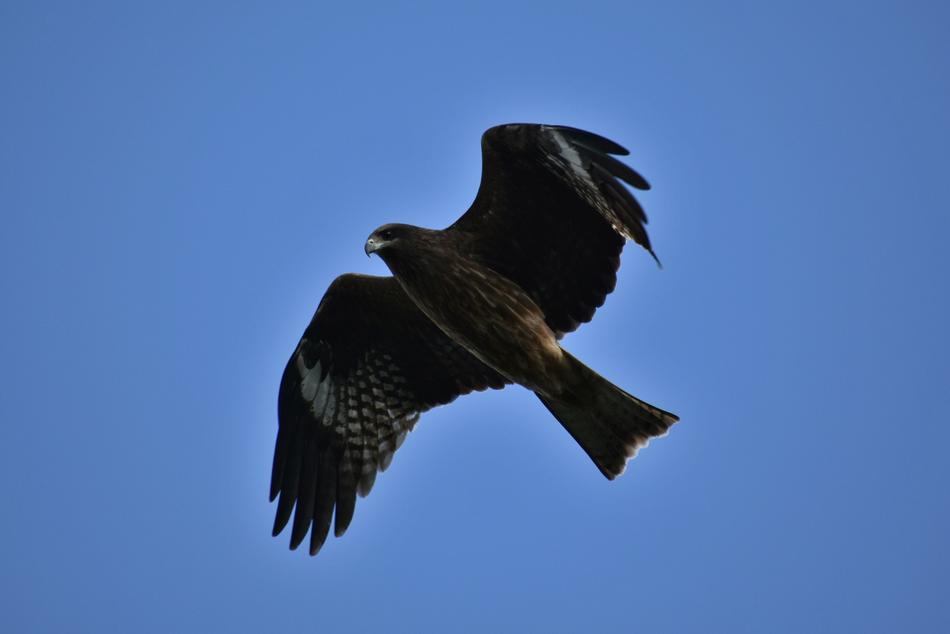 Animal Sky Bird Wild