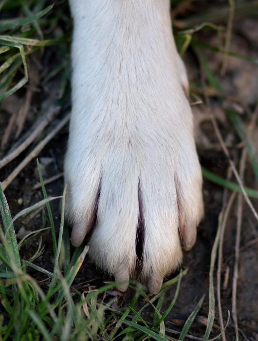 dog Paw on ground