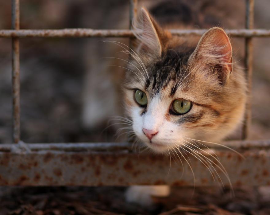 Cat Coloring Pet