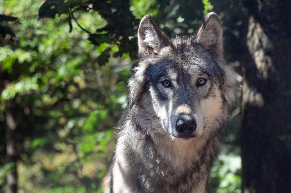 gray wolf in the woods