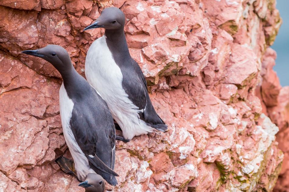 Guillemots Rock Breeder Coastal