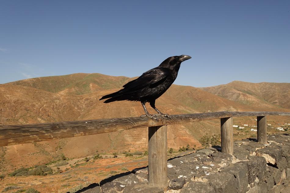 Crow Rook Raven