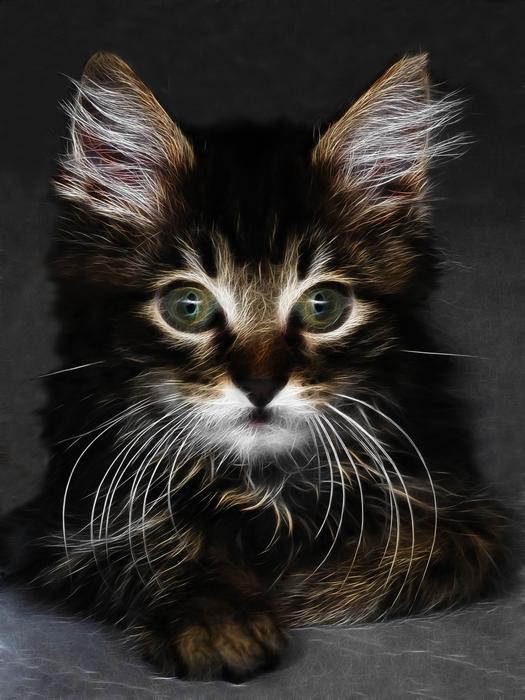 fractalius cat portrait