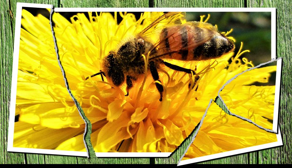 Insect Bee Nature