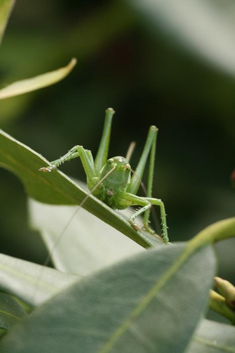 Leaf Insect Nature