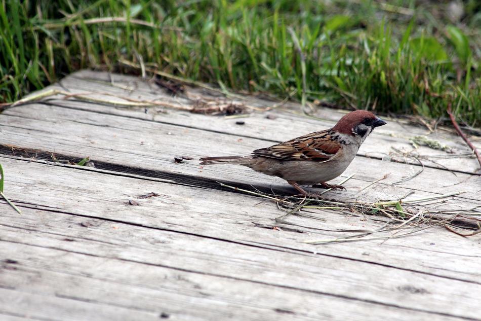 Sparrow Passer Montanus Bird