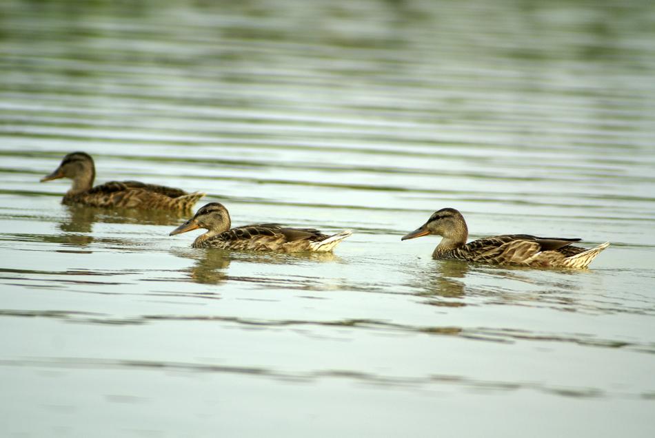 young ducklings swim in the pond