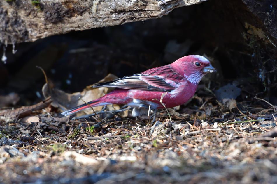 Outdoors Wild Animals bird