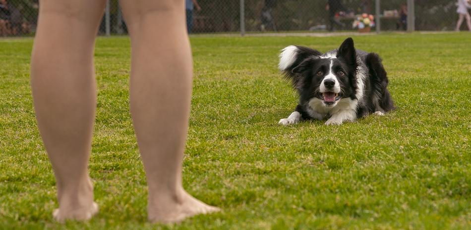 Dog Grass Animal