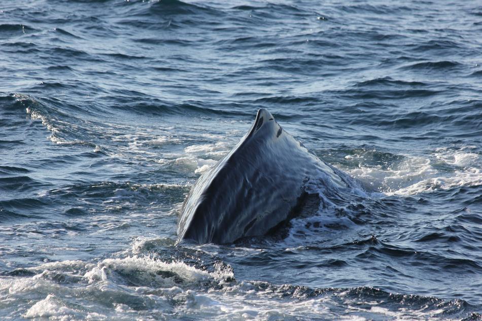 Sperm Whale Back
