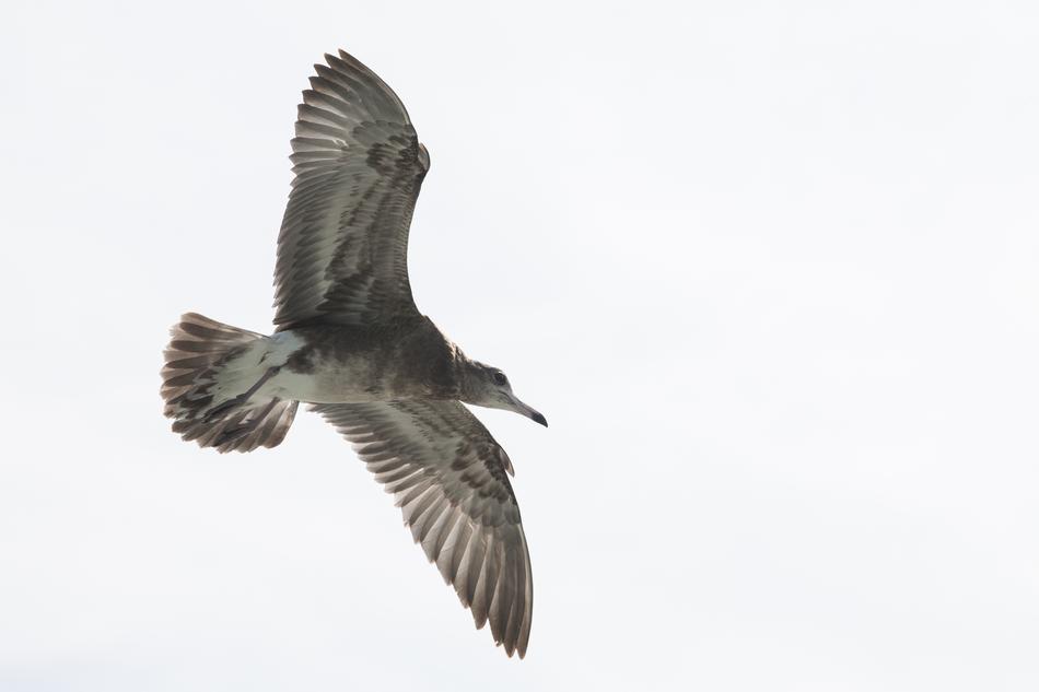 Seagull New Animal