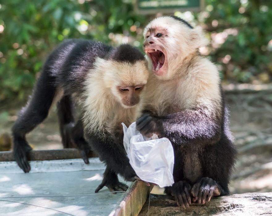 White-Headed Capuchin Monkeys