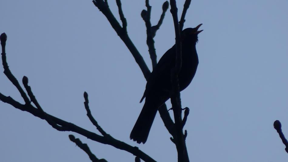 Bird at Nature Outdoors