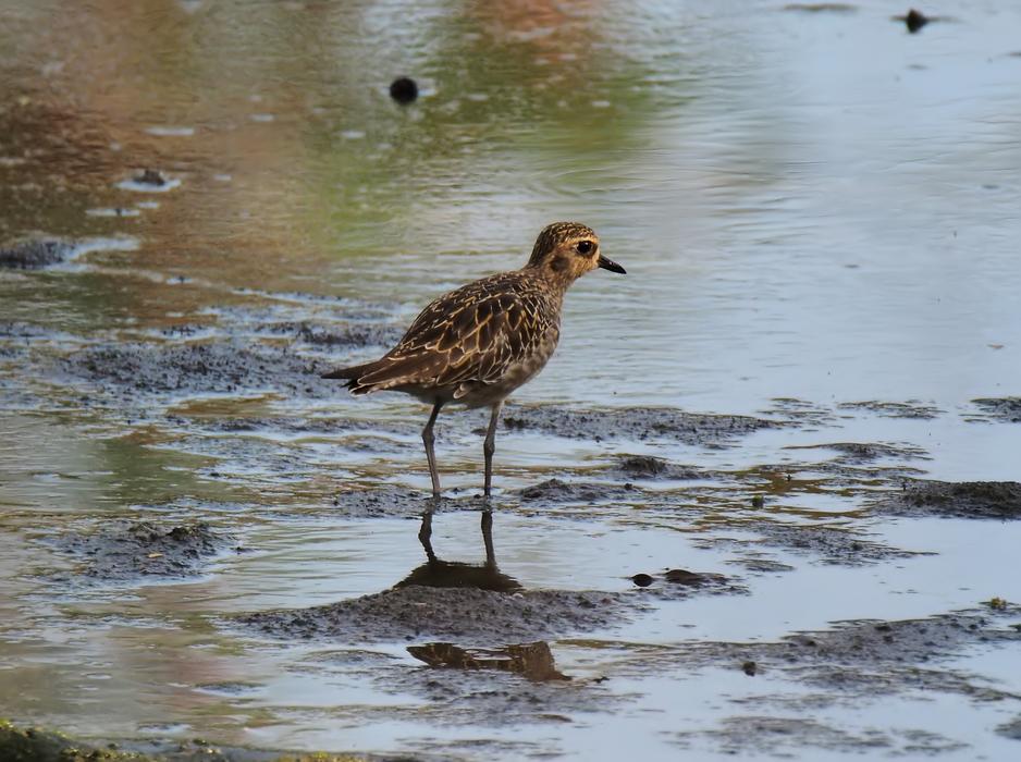 bird with long legs on the lake