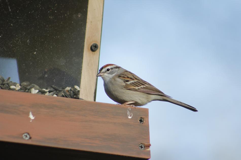 Outdoors Bird Nature