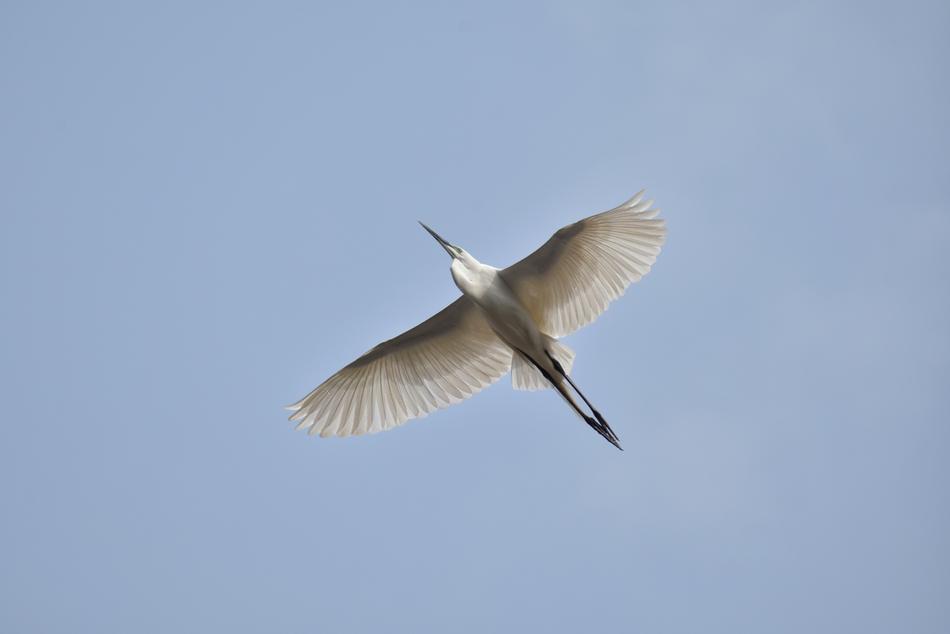 wild egret bird in flight