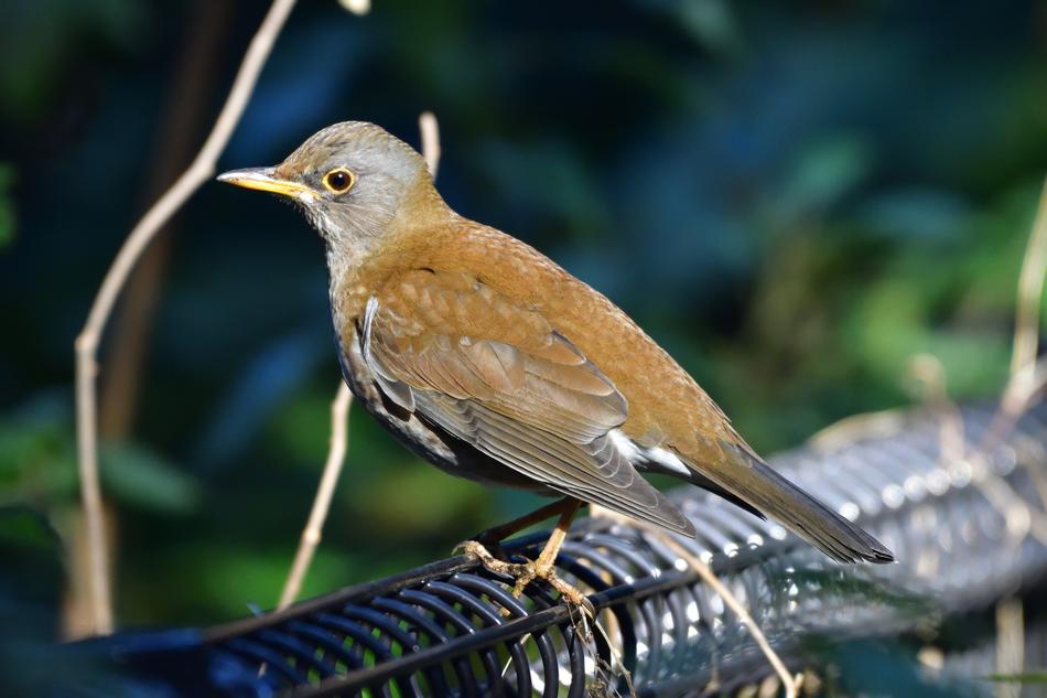 Natural Wild Animals Bird