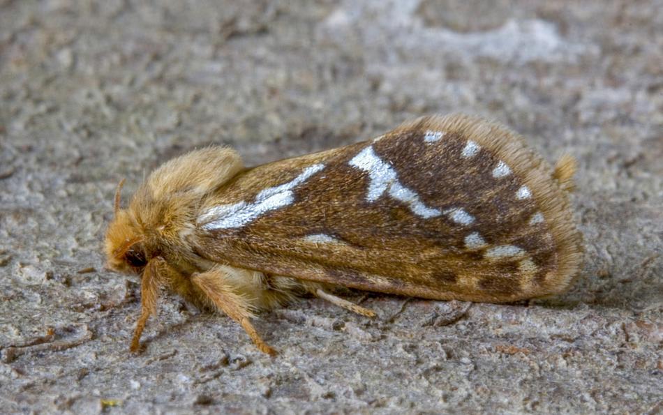 Common Swift Moth Macro