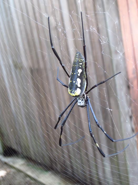 Wheel Spider Insect Cobweb