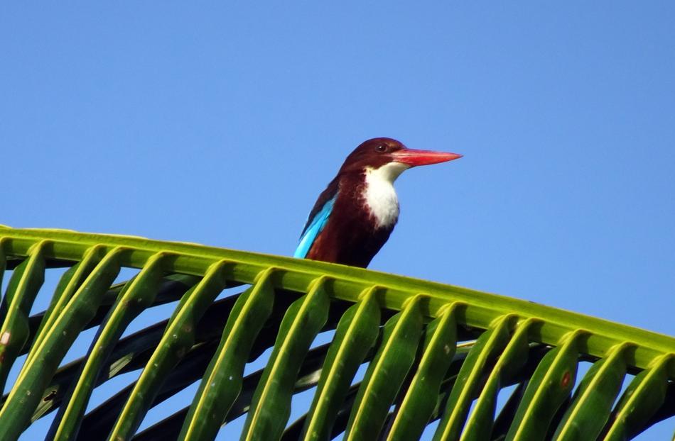 Bird Kingfisher White-Throated