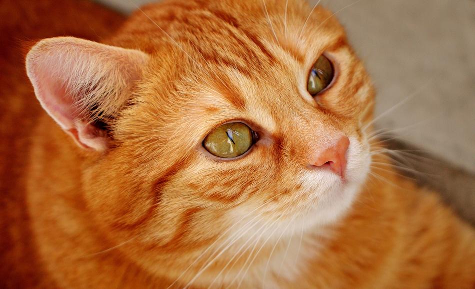 Cat Red Cute