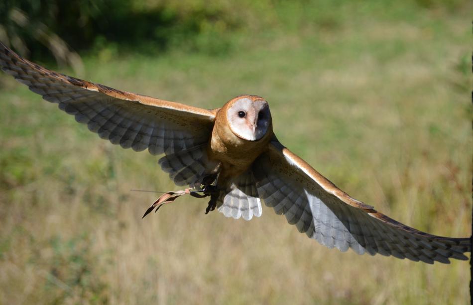 flying owl Bird in the Wildlife