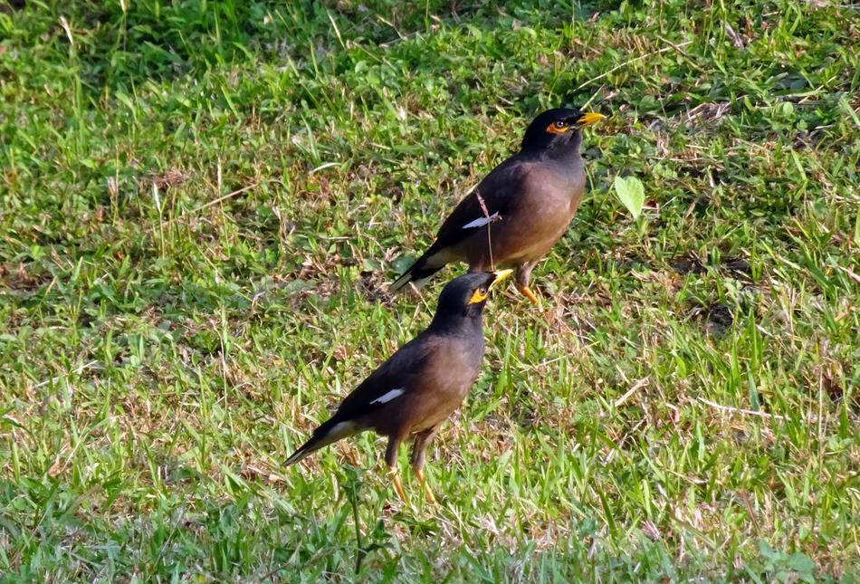 Common Myna Indian Bird