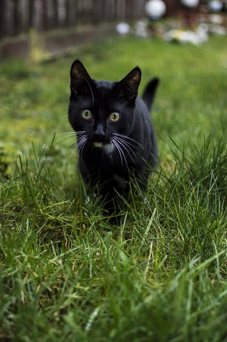 Animals Lawn Cat