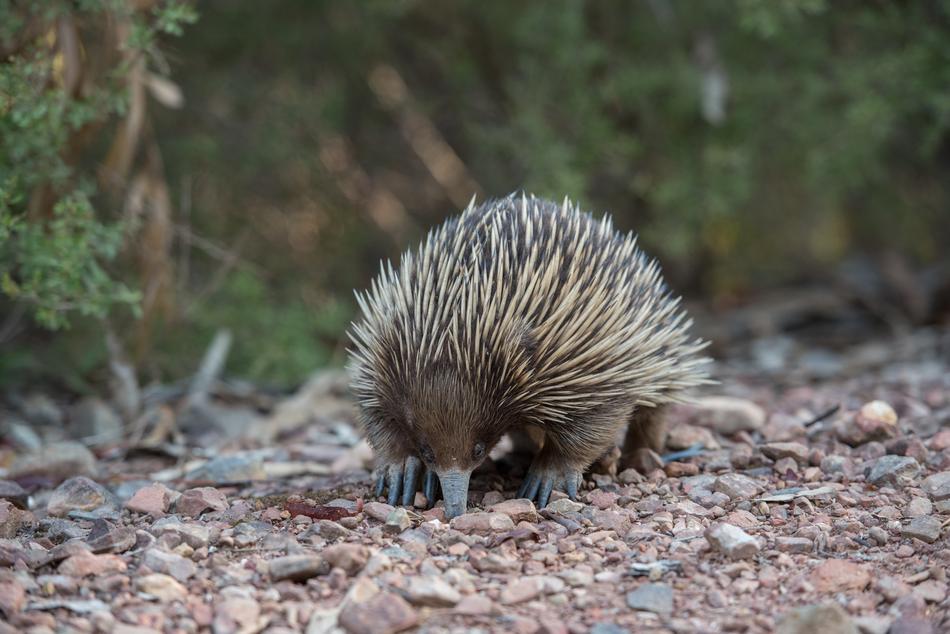 Echidna Monotreme Mammal
