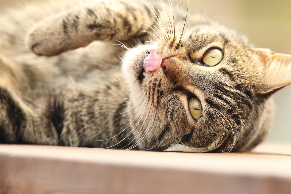 Animal Cat Portrait